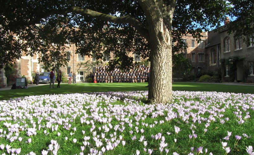 Tree trunk dominates foreground with a field of pale pink tulips, a brick campus building, and people gathered in the background.